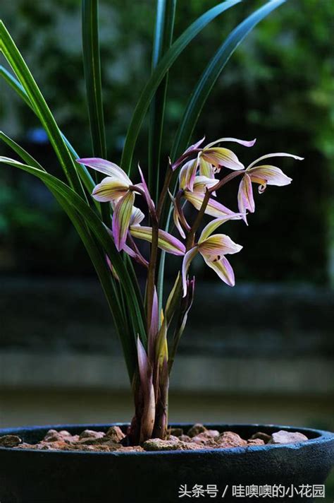 蘭花養殖|蘭花養殖指南：環境、植料、澆水等要點剖析